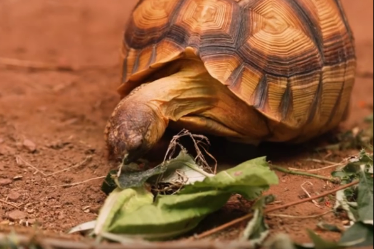 three-legged tortoise
