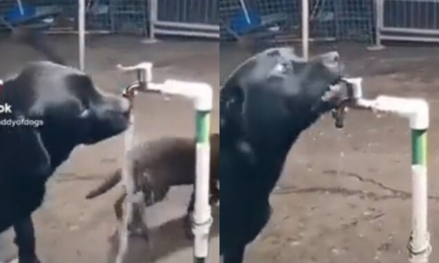 Clever dog