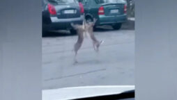 Internet goes viral video showing Hares fighting in middle of a road