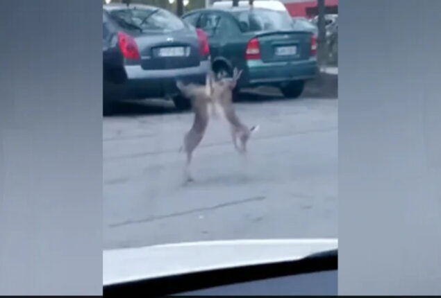 Internet goes viral video showing Hares fighting in middle of a road