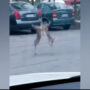 Internet goes viral video showing Hares fighting in middle of a road