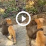 Baby Monkey and kittens loving Dosti win online hearts