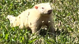 Rare white groundhog was captured on video in Ohio