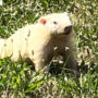 Rare white groundhog was captured on video in Ohio