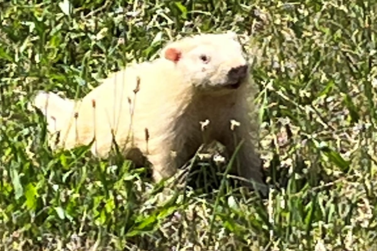 white groundhog