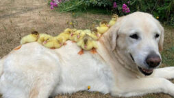 Watch: UK dog adopts 15 orphaned ducklings