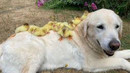 dog ducklings