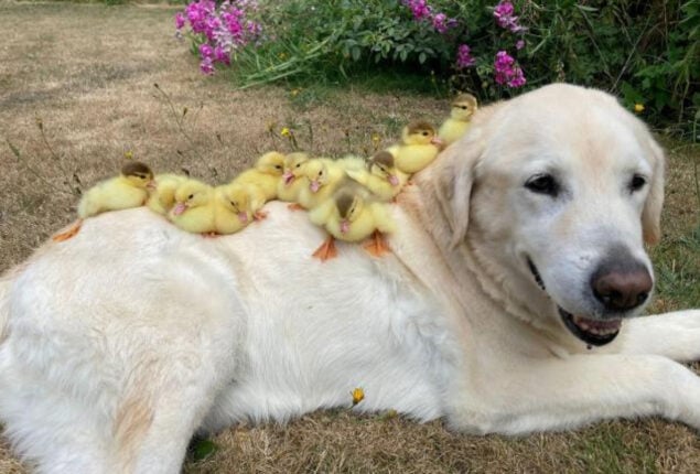 Watch: UK dog adopts 15 orphaned ducklings