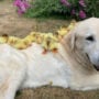 Watch: UK dog adopts 15 orphaned ducklings