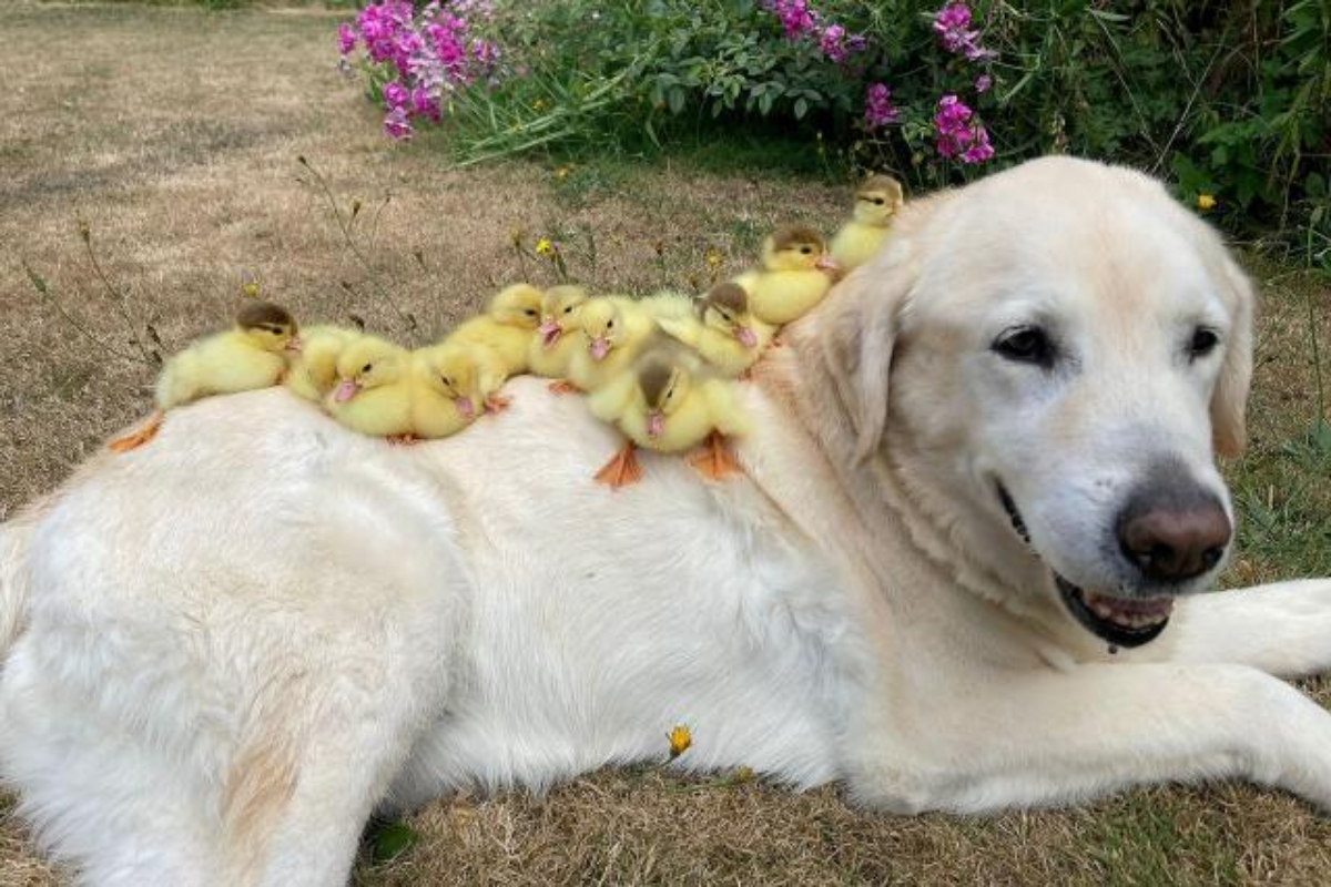 dog ducklings