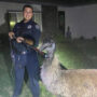 Police chase rogue emu through streets of California