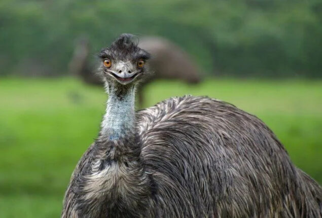 four emus
