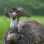 Four emus on escape in Danville, California