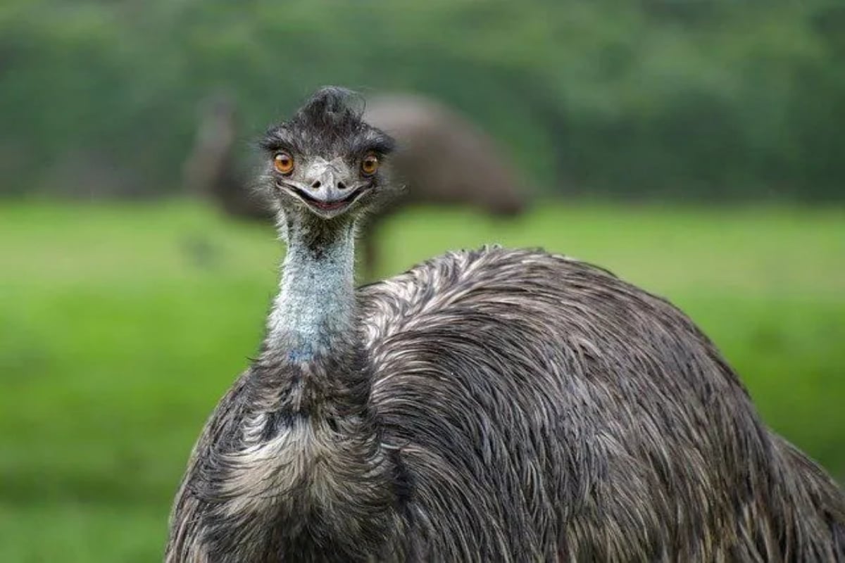 four emus