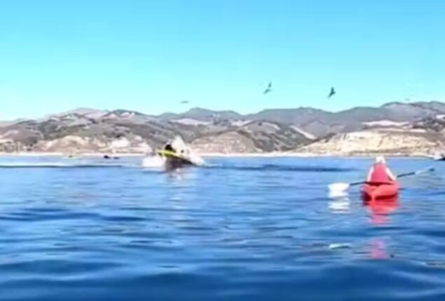 Humpback whale nearly consume two kayakers, old video goes viral again