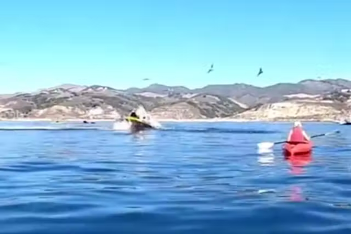 humpback whale