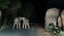 Viral Video: Baby elephants playing while their parents hunt for food