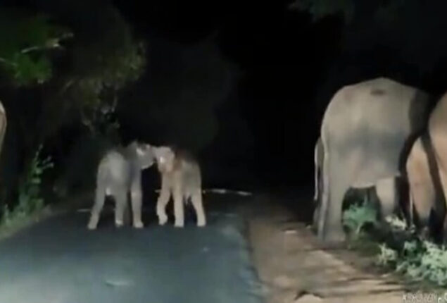 Viral Video: Baby elephants playing while their parents hunt for food