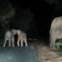 Viral Video: Baby elephants playing while their parents hunt for food