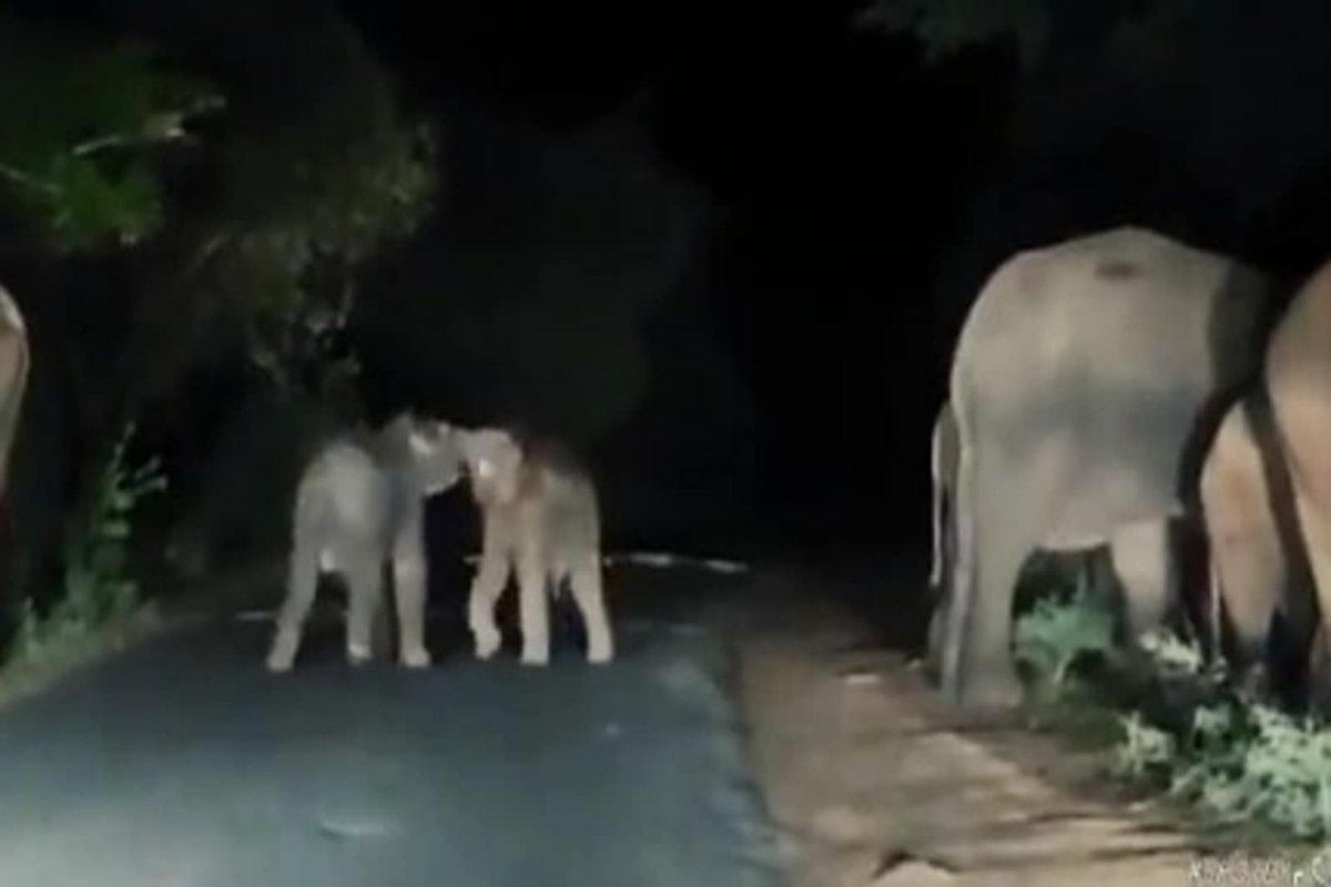 elephants baby