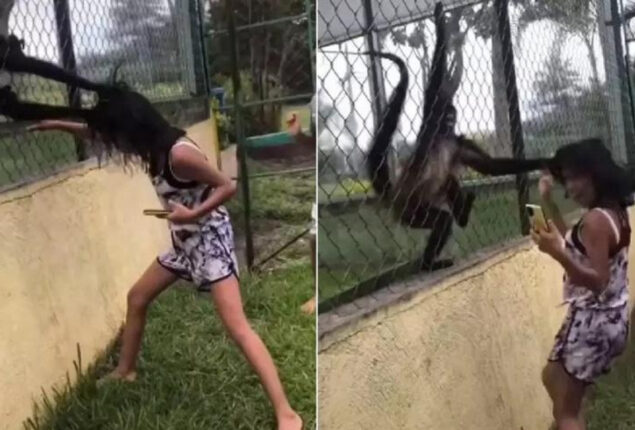 spider monkeys