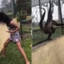 Viral: Spider monkeys grab girl’s hair as she strikes enclosure