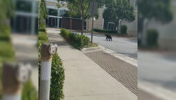 bear