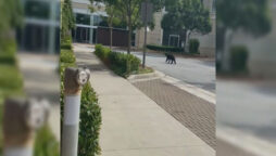 Watch: Bear visits a Georgia shopping mall and tries to open doors