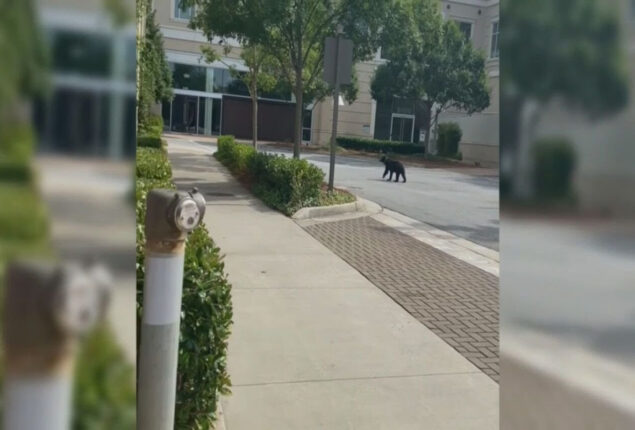 Watch: Bear visits a Georgia shopping mall and tries to open doors