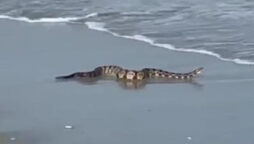 Rattlesnake spotted in surf at South Carolina’s Myrtle Beach