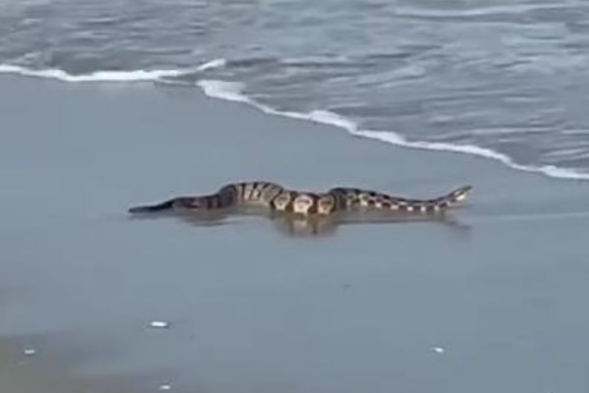 rattlesnake in myrtle beach