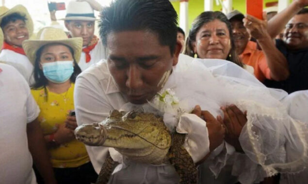 Viral Video: Mexico mayor marries alligator kisses bride after ceremony
