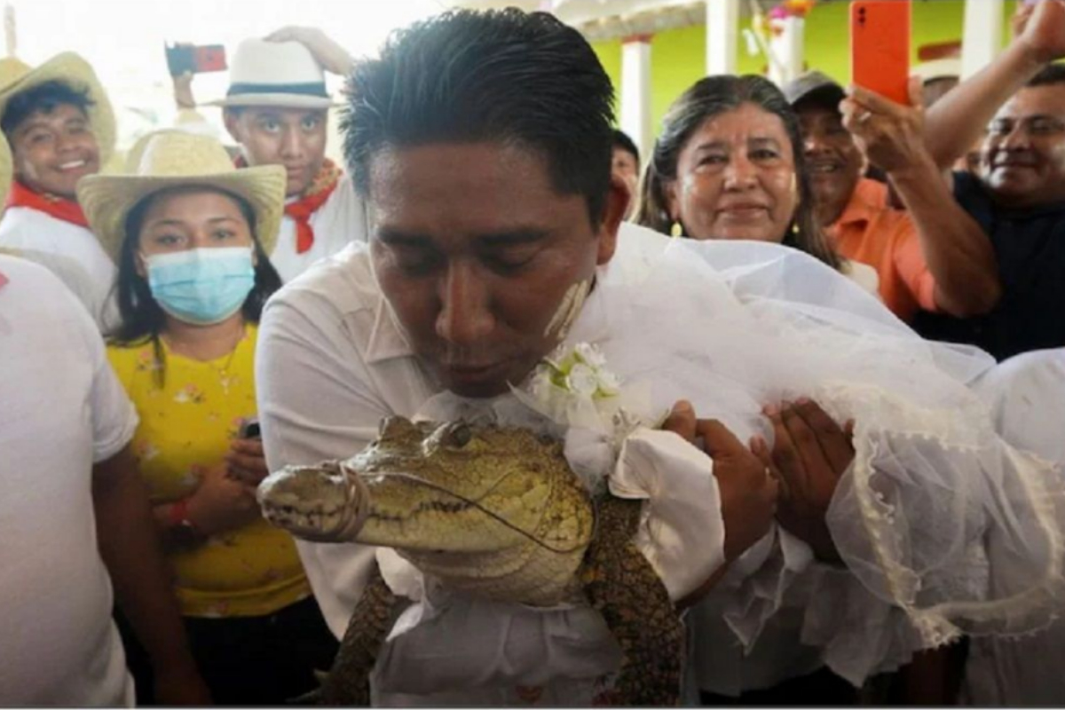 mayor marries alligator