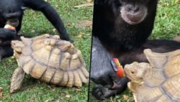 chimpanzee tortoise