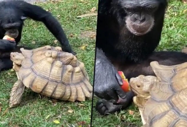 chimpanzee tortoise
