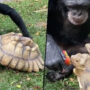 Chimpanzee shares apple with Tortoise, internet goes viral