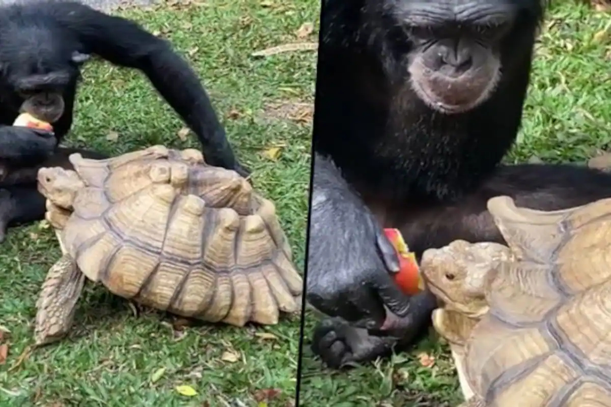 chimpanzee tortoise