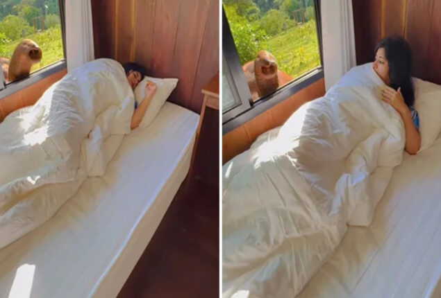 Viral Video: Elephant wakes up a woman at Thailand hotel