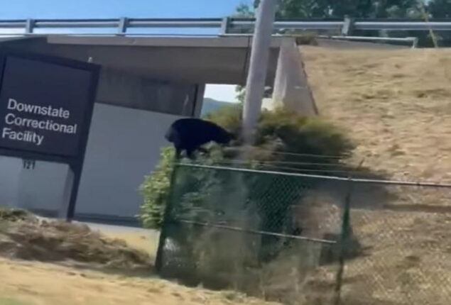Watch: Black bear climbs perimeter fence of a shuttered New York prison