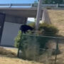 Watch: Black bear climbs perimeter fence of a shuttered New York prison