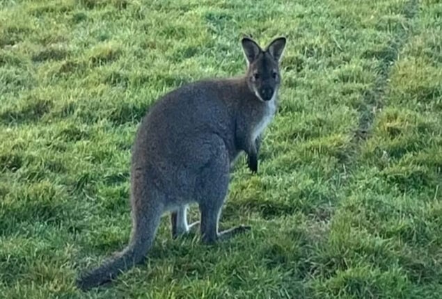 belgium wallaby