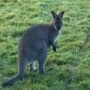 Escaped wallaby sighted in Belgium hours after another wallaby captured