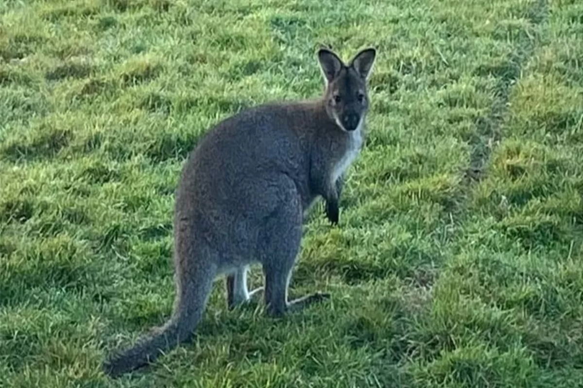 belgium wallaby
