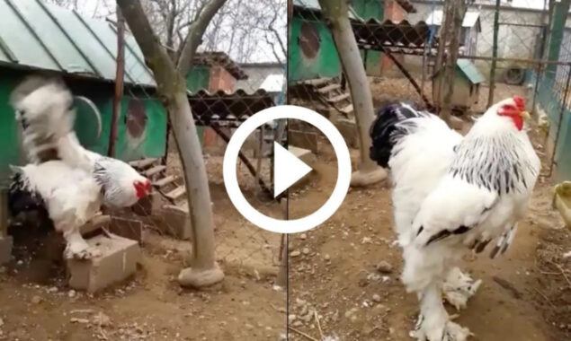 Watch: World’s Biggest Chicken, Netizens calls it Dinosaur