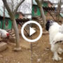 Watch: World’s Biggest Chicken, Netizens calls it Dinosaur