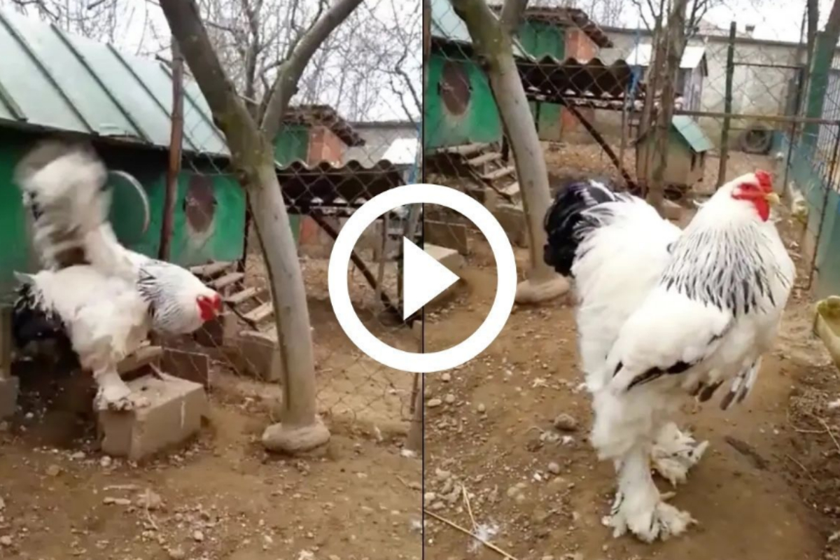 Biggest Chicken