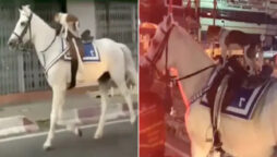 Viral : Dog riding a horse by itself astounds internet