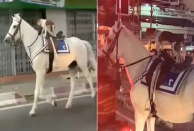 dog riding a horse