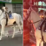 Viral : Dog riding a horse by itself astounds internet
