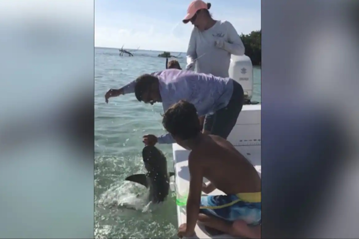 shark bitten